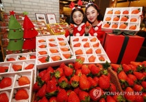 큰 딸기 선별포장 크리스마스 선물 판매