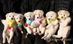 우리 엄마는 북에서 온 풍산개 곰이랍니다