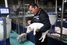 [2019 황금돼지해] ④다산의 상징 돼지 스마트 축사에서 살아요