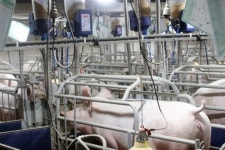 [2019 황금돼지해] ④다산의 상징 돼지 스마트 축사에서 살아요