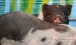 모두 다 잘 돼지
