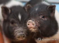 돼지꿈 꾸는 2019년