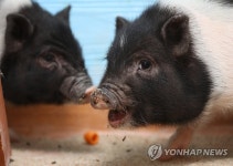 모두 다 잘 돼지