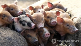 희망찬 기해년이 되기를