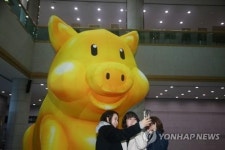 돼지해 명소 경주 불국사 황금돼지 조각상 보러 오세요