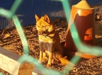 맹수로 변한 유기견…옥천서 닭·토끼 40여 마리 물어 죽여