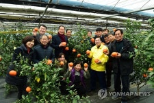 장성에서 기른 레드향 맛보세요
