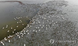태안 찾은 큰고니 떼