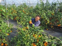 한겨울 추위 속 진주서 아열대 과일 레드향 첫 수확