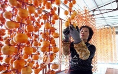 완주 고산서 23일부터 곶감 직거래 장터