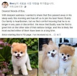 1천600만팬 거느린 세상에서 가장 귀여운 강아지 하늘나라로