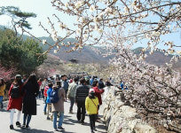 개화 시기 빨라…광양 매화축제 3월 8일 개막