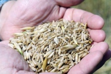 설음식에 속이 더부룩하다면…강진 쌀귀리로 가볍게∼