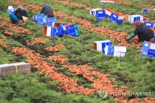 제주 구좌 당근 수확