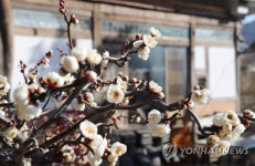 한옥마을 카페 앞마당에 핀 매화