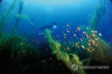 올해 축구장 4천개 규모 바다숲 만든다