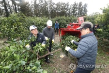 감귤 나무 파쇄