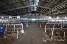 [르포] 다 키운 송아지 어떡해요…축산농들 망연자실