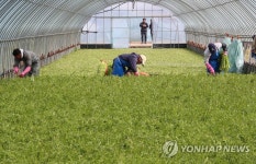 겨울 미나리 수확