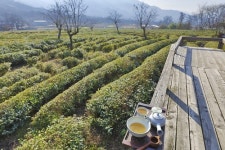 [차 향기 그윽한 여행] 1천200년 왕의 녹차 산지 하동