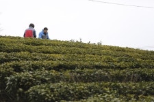 [차 향기 그윽한 여행] 녹차의 본향(本鄕) 보성