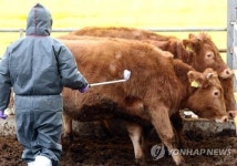 구제역 백신 접종 뒤 충북서 소 73마리 폐사·유산
