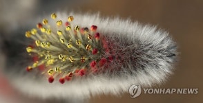 봄기운 머금은 버들강아지