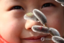 봄기운 머금은 버들강아지