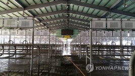 한우경매시장 폐쇄 해제 곡성한우시장 대청소