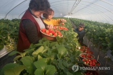 딸기·김치·라면 쑥쑥…1월 농식품 수출 역대 최고치
