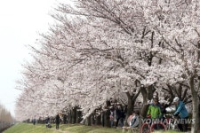 벚꽃 개화 평년보다 4∼7일 빨라…제주 3월21일·서울 4월3일