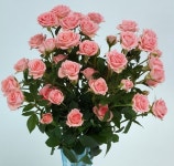 경남농기원 육성 장미 햇살 수출 효자 노릇 톡톡