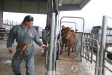 재개장한 음성 가축시장