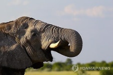 아프리카 보츠와나 정부, 코끼리 사냥 허용 검토