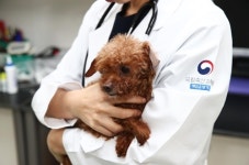 7세 이상 노령견 심장질환·백내장 위험…정기검진 필요