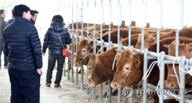 휴장했던 충주 우시장 개장