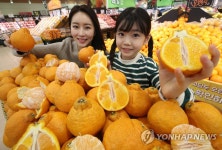 미국에서도 나오는 한라봉
