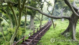 [#꿀잼여행] 충청권: 짙은 해무 내려앉은 신비의 섬…울창한 상록수림 힐링