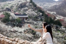 [#꿀잼여행] 호남권: 봄봄봄봄 봄이 왔어요…매화로 뒤덮인 섬진강 산수화