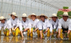 풍년쌀상회자판기 | 여주 쌀 풍년 기원 첫 모내기