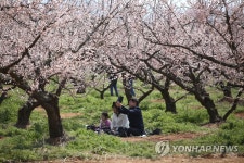 보해매실농원 매화축제