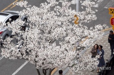 벚꽃 가로수 봄이 왔어요