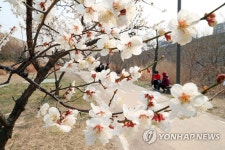 봄 향기 가득 머금은 매화