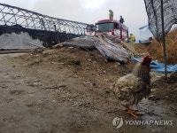 춘천 양계장 화재…검게 그을린 닭