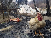 춘천 양계장 화재…검게 그을린 닭