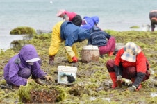 바래 해보셨나요…남해 갯벌서 봄철 해산물 채취 인기