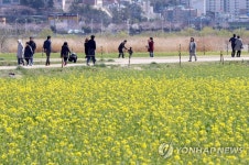 부산 유채꽃 나들이