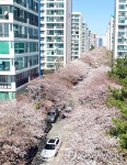 부산 연분홍 벚꽃 단지