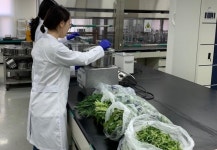 [경남소식] 도내 유통 봄나물 안전…중금속·잔류농약 적합