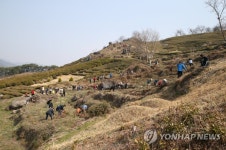 우리나라 차 시배지 가꿉니다